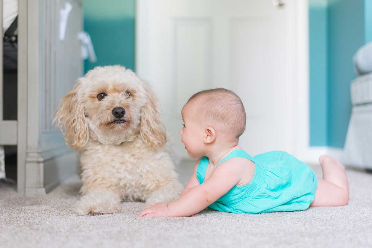 How-to-Get-Dog-Pee-Out-of-Carpet---Method-to-Remove-the-Odor